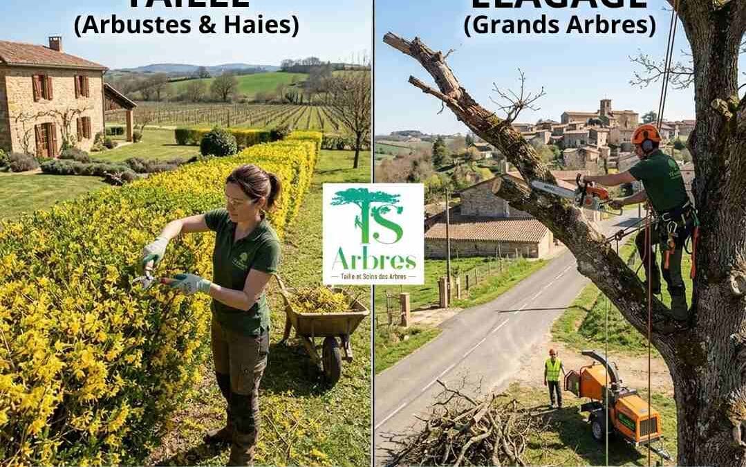 Quelle différence entre élagage et taille ?